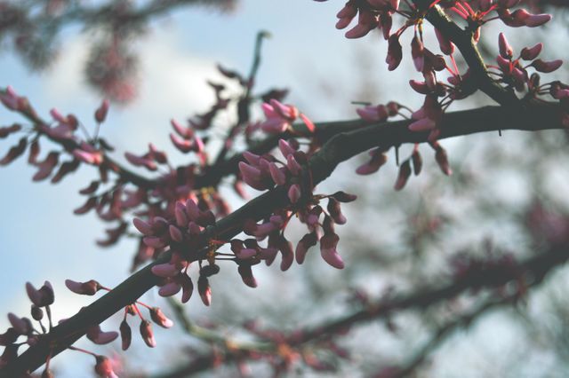 This image captures a close-up view of a tree branch adorned with delicate pink flowers in full bloom. The budding flowers represent the vibrancy and renewal of springtime. The soft, out-of-focus background accentuates the sharpness and detail of the blossoms, creating a gentle and peaceful mood. This can be used in spring-themed promotions, greeting cards, nature websites, floral backgrounds, and seasonal blog posts.