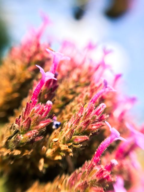 This close-up of vibrant pink flowers in bloom highlights the intricate details of the petals and texture. Ideal for nature-themed projects, botanical studies, gardening magazines, or as a vivid background for various designs.