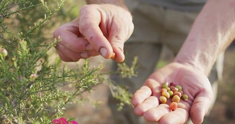 Foraging Multicolor Berries from Spiky Scrubland Bush