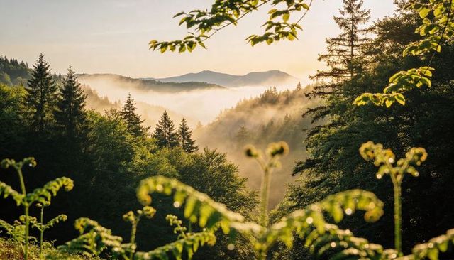 Sunlight filtering through mist over mountain valley framed by ferns and conifers