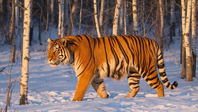 Amur Tiger Walking Across Snow-Covered Birch Forest at Golden Hour, Winter Wildlife