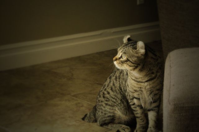 Focused Tabby Cat Sitting on Hallway Floor - Download Free Stock Photos Pikwizard.com