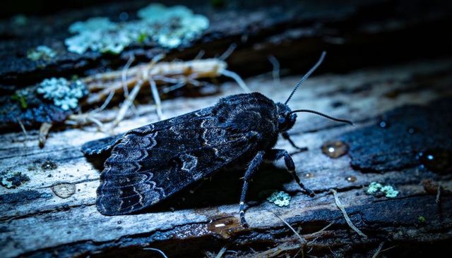 Nocturnal dark moth on damp decaying log with scalloped forewings and lichen macro