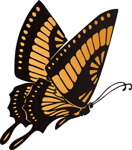Decorative Stylized Butterfly on Transparent Background - Download Free Stock Videos Pikwizard.com