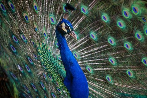 Peacock displaying iridescent blue and green tail fan with eye-patterned feathers and plume