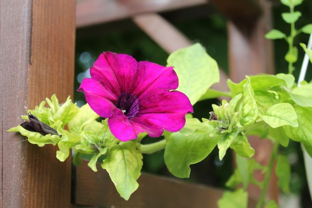 Close-Up of Vibrant Purple Petunia Blooming in Garden - Download Free Stock Photos Pikwizard.com