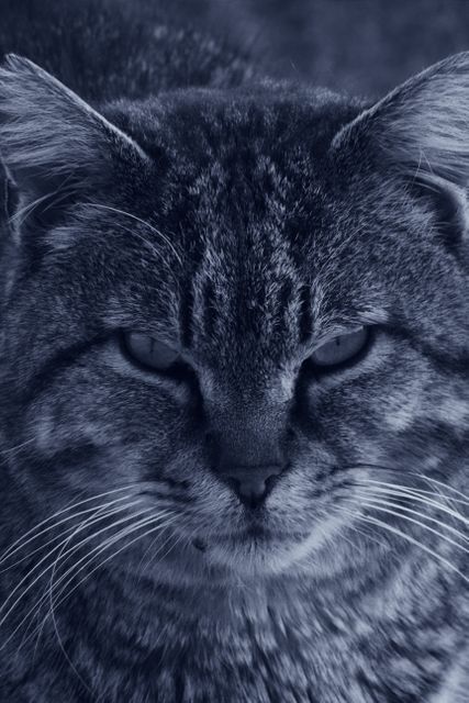 Intense Stare of a Grey Feral Tabby Cat in Blue Tone - Download Free Stock Photos Pikwizard.com