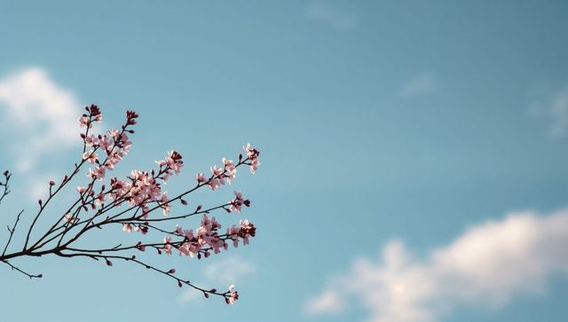 Pink blossoms reaching across soft blue sky with delicate clouds, springtime calm renewal