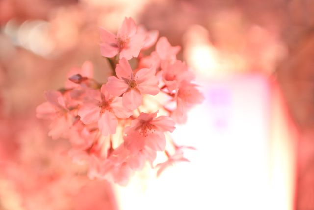 Closeup of Pink Cherry Blossom in Soft Focus - Download Free Stock Photos Pikwizard.com
