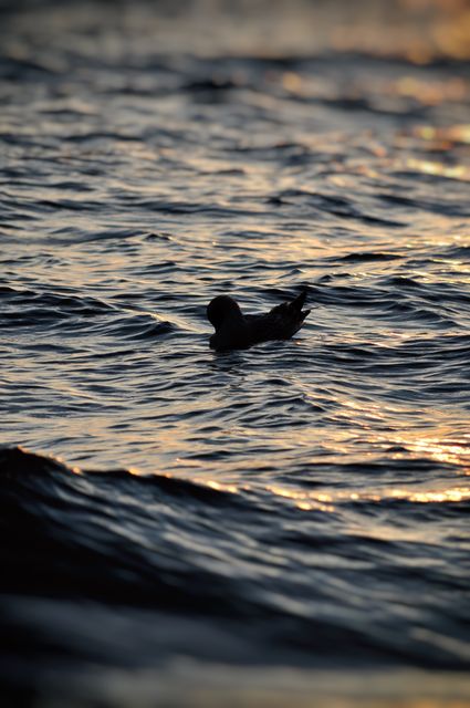 A duck swimming in water during sunset, casting a beautiful silhouette against the shimmering waves. Ideal for use in nature-themed projects, wildlife presentations, and tranquil scenery designs.