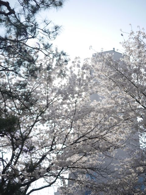 Cherry Blossom Trees in Full Bloom Against Urban Background - Download Free Stock Photos Pikwizard.com