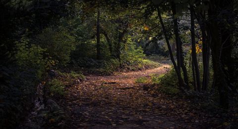 Serene Forest Pathway in Autumn with Fading Light