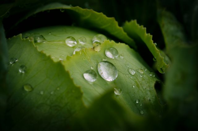 Fresh Green Cabbage with Water Droplets in Natural Lighting - Download Free Stock Photos Pikwizard.com