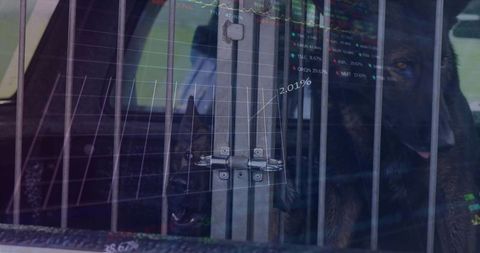 Two german shepherds pressing against metal crate bars in vehicle rear with moody chart overlay