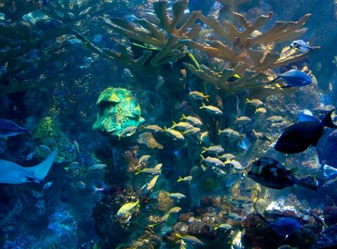 Vibrant aquatic small fish ecosystem with diverse marine life