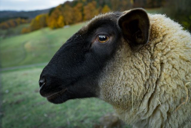 Close-Up of Sheep with Black Face in Pastoral Landscape - Download Free Stock Photos Pikwizard.com