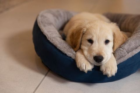 Golden retriever puppy resting in plush navy round bed indoors looking at camera