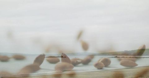 Tranquil beach scene with blurred seed heads and calm sea