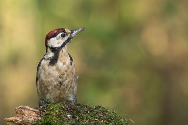 Great Spotted Woodpecker on Mossy Tree Stump in Forest - Download Free Stock Photos Pikwizard.com