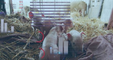 Livestock Farming Intersecting with Financial Indicators - Download Free Stock Images Pikwizard.com