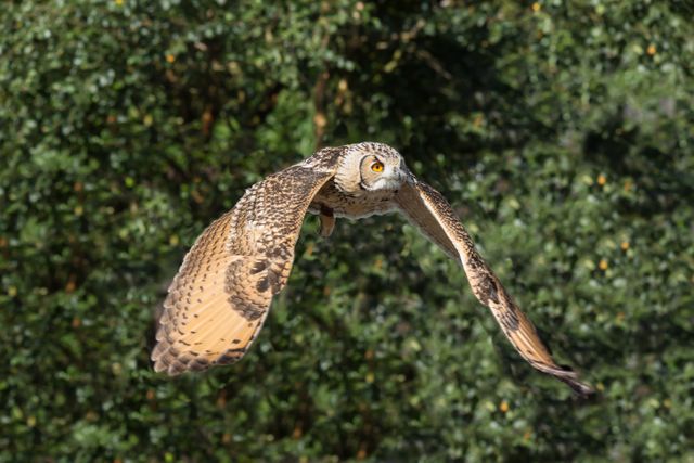 Great Horned Owl in Mid Flight with Lush Green Background - Download Free Stock Photos Pikwizard.com