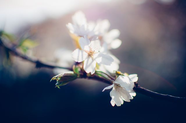 Cherry blossom branch in full bloom during springtime with sunlight illuminating delicate white petals. Perfect for use in nature, spring season promotions, floral backgrounds, greeting cards, and wellness themes conveying beauty and renewal.