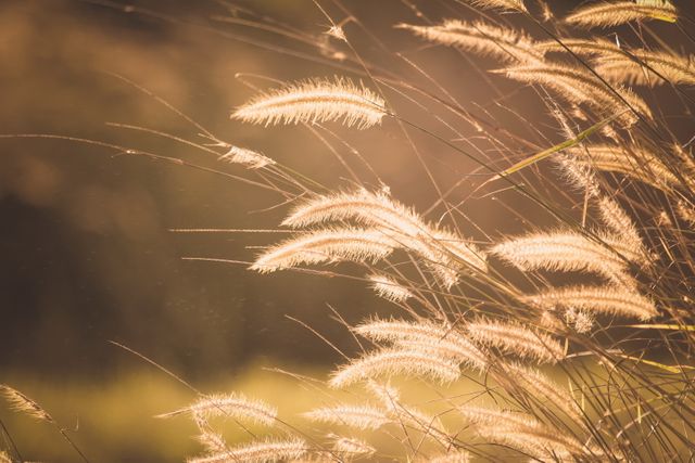 Golden backlit grasses gently swaying in the breeze at sunset are excellent for projects emphasizing nature's beauty and tranquility. Ideal for backgrounds, posters, or material artistically emphasizing natural serenity.