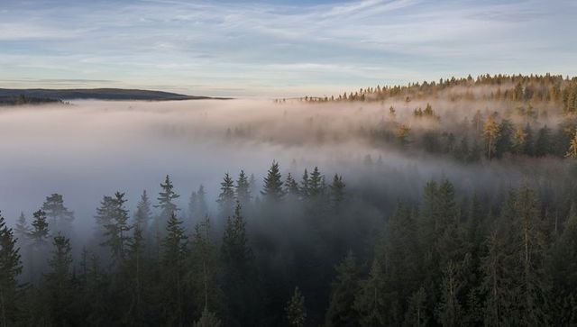 Misty evergreen forest valley glowing in golden morning light, fog blanketing treetops
