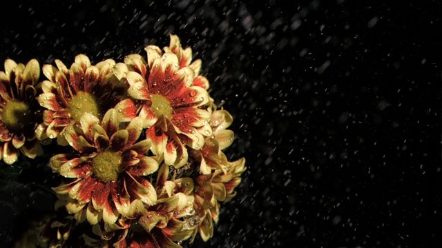 Chrysanthemums bathed in gentle rain, creating a dramatic effect against a dark background. The orange and yellow hues of the petals stand out, creating a vibrant contrast. Perfect for nature-themed projects, floral decor ideas, or greeting card designs.