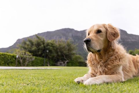 Golden retriever lying on lush green lawn with mountain backdrop and garden hedge
