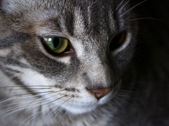 This detailed close-up captures the handsome features of a cat with striking green eyes and distinct fur markings. Ideal for pet care blogs, animal-related articles, veterinary website decorations, or as a visual representation in pet adoption campaigns.