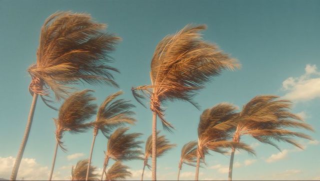 Tropical palm trees swaying in windy weather on beach