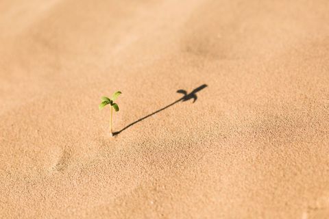 Seedling growing in desert sand casting long shadow, symbolizing resilience and new growth