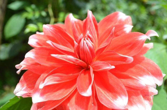 Close-up of a vibrant red dahlia blooming in the sunlight, showcasing its intricate petals and natural beauty. Perfect for gardening blogs, nature photography collections, landscaping brochures, and floral wallpaper backgrounds.