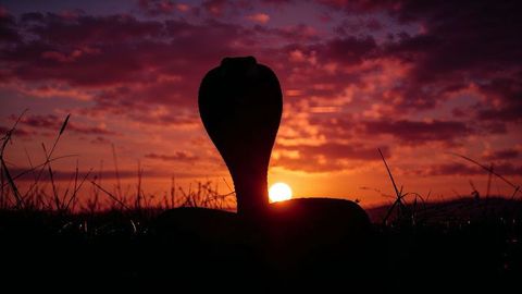 Silhouette of king cobra with raised hood at sunset