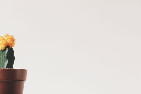 Minimalist Pot Orange Cactus Against White Background