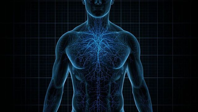 Transparent torso revealing neon-blue vascular and lymphatic 3d network on dark grid