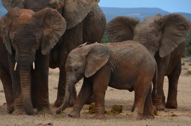Baby elephant walking closely with adult elephants on dry savannah plains. This depiction of the majestic creatures in their natural habitat is ideal for use in wildlife conservation campaigns, nature documentaries, educational materials, travel brochures for safaris, and various publications focused on animal behavior and environmental protection.
