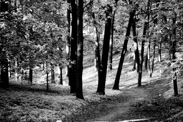 This serene black and white photograph showcases a path in a dense forest, creating a peaceful and tranquil atmosphere. Ideal for use in nature or outdoor-themed projects, it can also be used to evoke a sense of calmness and solitude. Perfect for backgrounds, posters, environmental campaigns, or articles on nature and wellness.