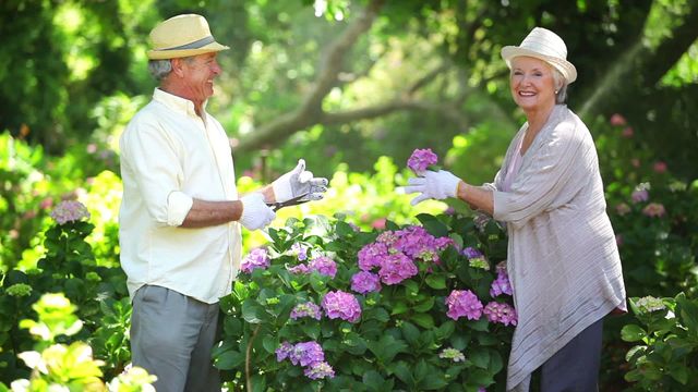 Senior couple enjoying a pleasant day gardening in a lush, blooming garden. The couple is cutting vibrant pink flowers, wearing garden gloves and light-colored hats. This stock video can be used to illustrate topics on retirement activities, senior lifestyle, wellness, and horticulture. Perfect for articles, advertisements, health, and lifestyle blogs focusing on active elderly living and outdoor recreation.