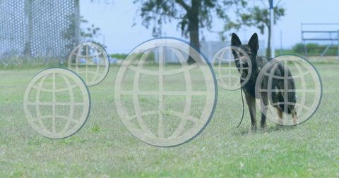 German Shepherd Standing Guard in Open Skies Park