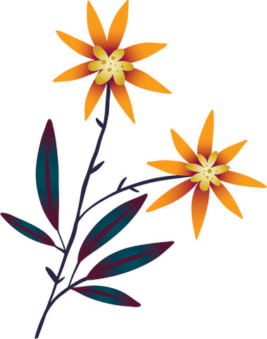Orange flowers illustration on transparent background