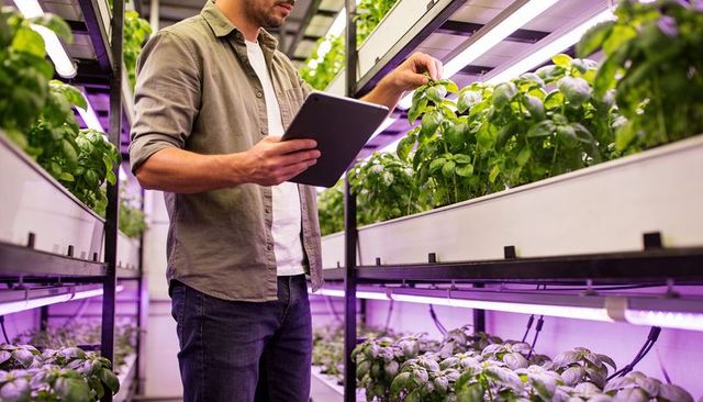 Technician inspecting basil in vertical hydroponic farm using tablet and led grow lights