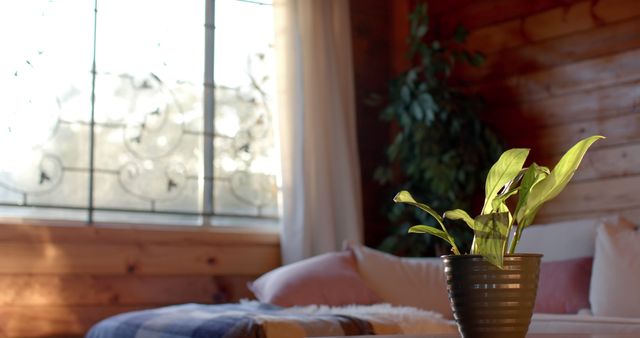 Potted plant on table in sunny living room. Simplicity, nature, healthy living and domestic life.