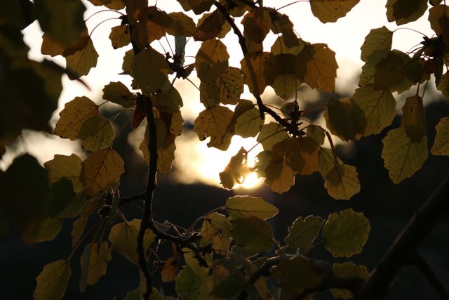 Sunset Light Filtering Through Autumn Leaves - Download Free Stock Photos Pikwizard.com