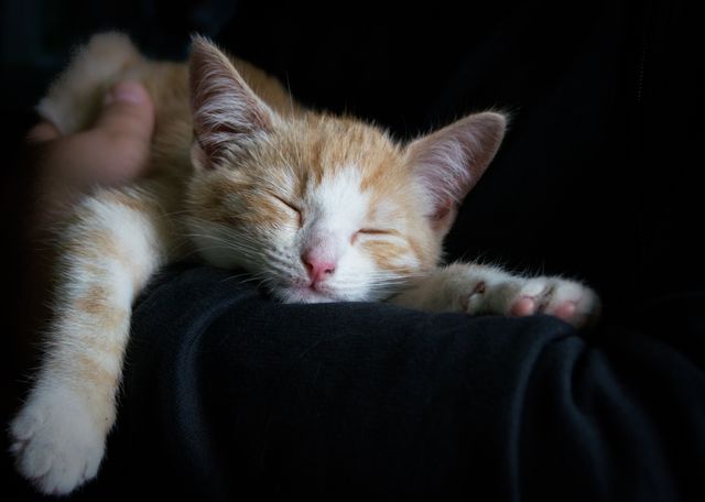 Orange kitten resting with eyes closed while lying comfortably in someone's arm. Useful for pet adoption ads, animal therapy articles, and relaxing background images. Conveys warmth, comfort, and tranquility.