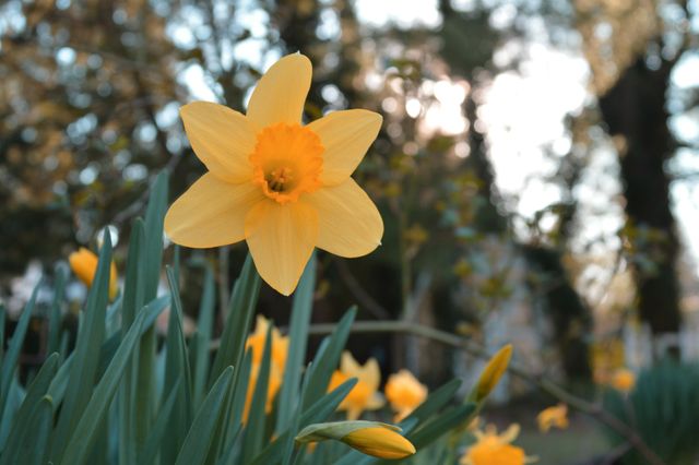 Bright yellow daffodil blooming in a garden, capturing the beauty of springtime. Ideal for nature-themed projects, gardening blogs, spring promotional materials, and floral business advertisements.
