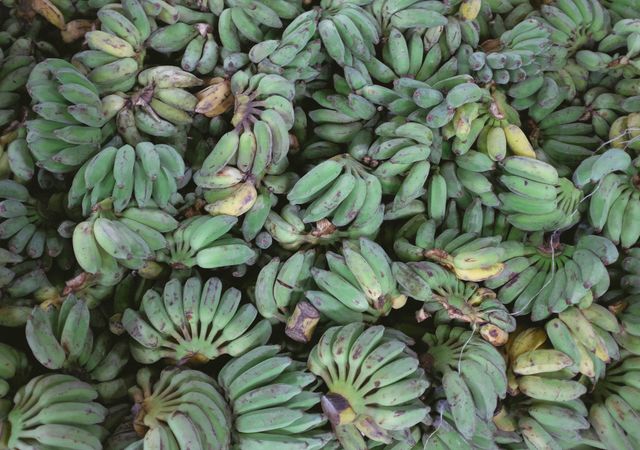 Freshly Harvested Cluster of Green Bananas - Download Free Stock Photos Pikwizard.com