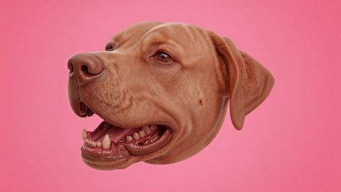 Brown barking dog head with playful pose against pink background