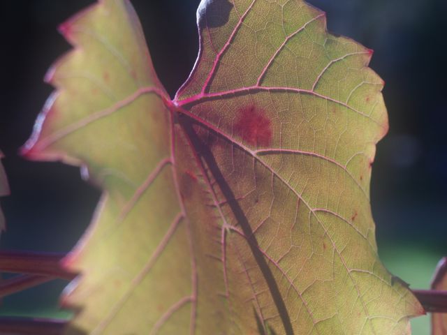 Close-up photograph of a grape leaf illuminated by sunlight, showing detailed vein patterns and slight color variation. Use this image to illustrate topics related to viticulture, plant biology, nature studies, and autumn scenery. Suitable for websites, blogs, educational content, and marketing materials focused on botanical studies and vineyard promotions.